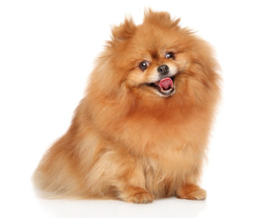 Obraz premium Happy Spitz dog on white background