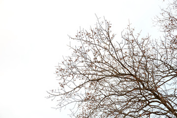 Fototapeta na wymiar Single large tree without leaves