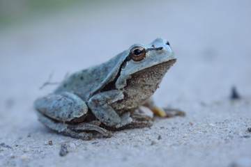 Frog on black background