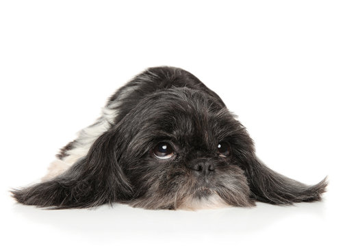 Shih-Tzu Images – Browse 37,892 Stock Photos, Vectors, and Video ...