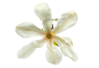Fototapeta na wymiar Magnolia kobus, isolated on white background. Magnolia flower (Magnolia kobus) Isolate on a white background