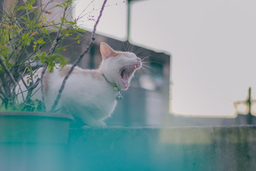 Gato