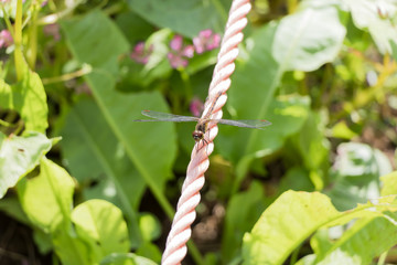ロープの上に止まるトンボ