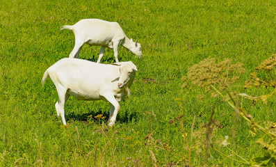 Fototapeta premium Summer countryside with grazing animals, cows and goats.