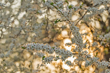 Blooming cherry plum (Prunus cerasifera) in spring in a lovely evening backlight. Cherry plum or Myrobalan (Prunus cerasifera) blooming in the spring. mass flowering plum in a magnificent backlight.