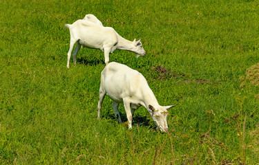 Fototapeta premium Summer countryside with grazing animals, cows and goats.