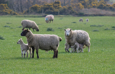 Sheep in field