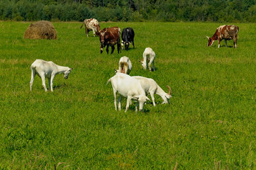 Summer countryside with grazing animals, cows and goats.