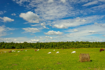 Fototapeta premium Summer countryside with grazing animals, cows and goats.