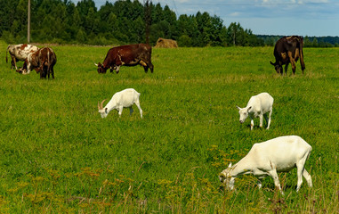 Summer countryside with grazing animals, cows and goats.