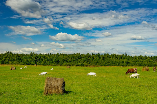 Summer countryside with grazing animals, cows and goats.