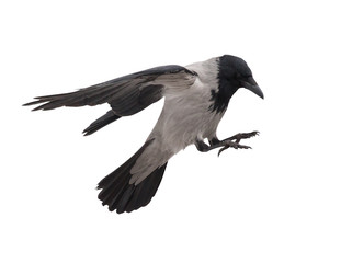 one grey crow in flight isolated on white