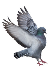 isolated on white dark gray pigeon in flight