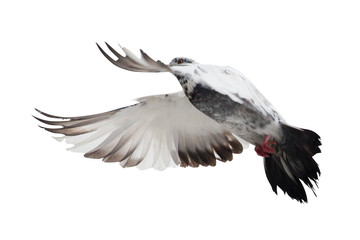 Obraz premium isolated motley pigeon in flight