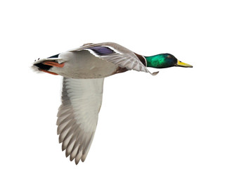 isolated one green head mallard duck drake in flight