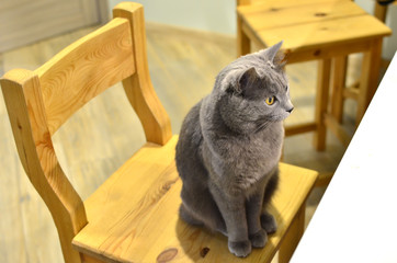 Gray cat with yellow eyes sits on a chair at the table waiting for food, close-up