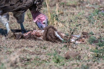 big white lappet faced vulture with big claws feeding on dead animal, Maasai Mara