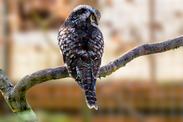 Old crazy owl looks out of the green season forest