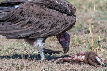 big white lappet faced vulture with big claws feeding on dead animal, Maasai Mara
