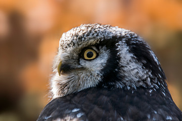 Old crazy owl looks out of the green season forest
