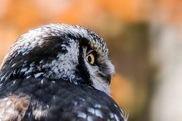 Old crazy owl looks out of the green season forest