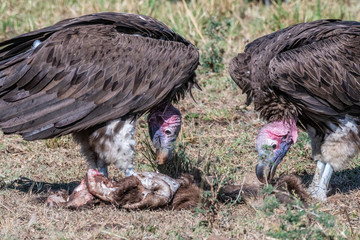 Two big white lappet faced vulture feeding on dead animal skin, Maasai Mara