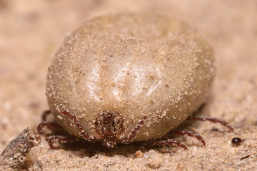 Bloated, full of blood hard-bodied tick on sand