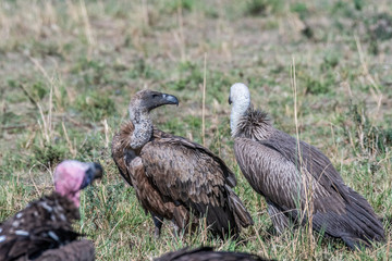 Portrait of African white-backed vulture, Maasai Mara