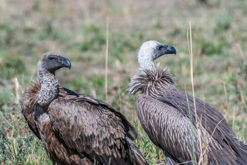 Portrait of African white-backed vulture, Maasai Mara