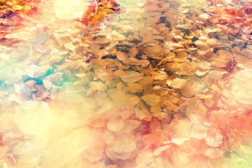 Naklejka na ściany i meble autumn leaves rays of sun background / sunny autumn day background, beautiful autumn leaves in sunlight