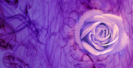 Fototapeta na wymiar beautiful lilac rose in smoke background