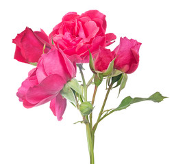 isolated bright pink bunch of roses