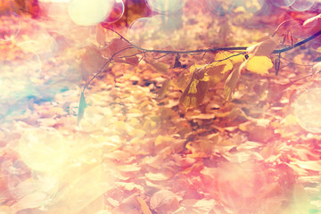 Obraz na płótnie Canvas autumn leaves rays of sun background / sunny autumn day background, beautiful autumn leaves in sunlight