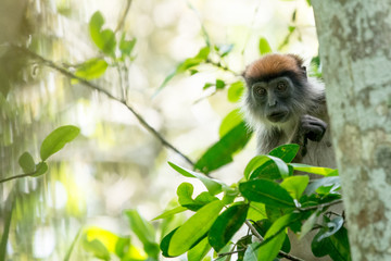 Red colobus in Bigodi