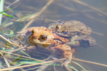 Common toads (Bufo bufo) in amplexus in a pond