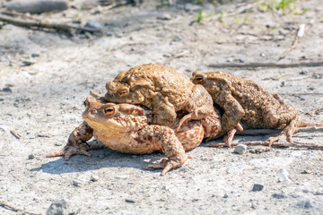 Common toads (Bufo bufo) in amplexus followed by a second male