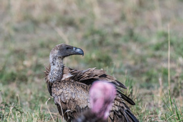 Portrait of African white-backed vulture, Maasai Mara