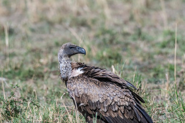 Portrait of African white-backed vulture, Maasai Mara