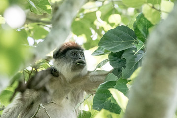 Red colobus in Bigodi