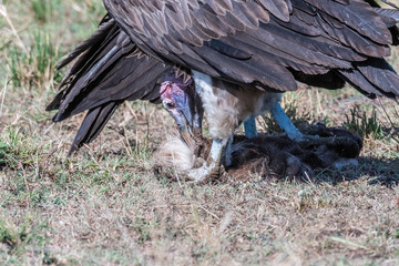 big white lappet faced vulture with big claws feeding on dead animal, Maasai Mara