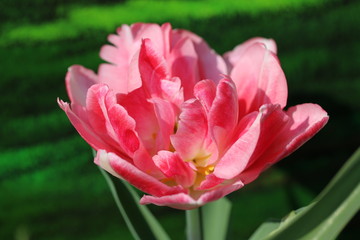 Wunderschöne pinke Tulpe