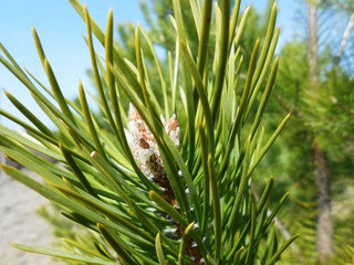 Весна. Хвойные