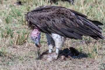 big white lappet faced vulture with big claws feeding on dead animal, Maasai Mara
