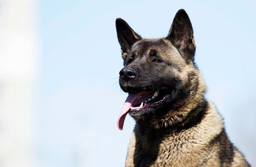 american akita adult dog portrait