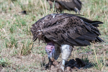 big white lappet faced vulture with big claws feeding on dead animal, Maasai Mara