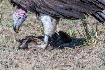 Close up face of big white lappet faced vulture feeding on dead animal skin, Maasai Mara