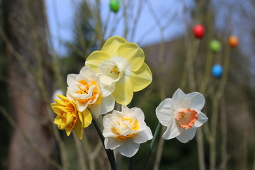 Prachtvolle Osterglocken im Garten