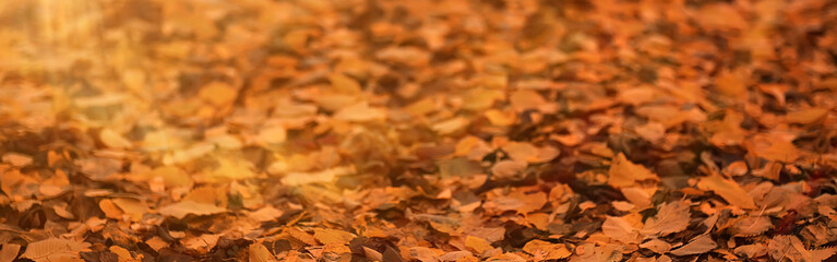 long narrow background autumn leaves 
