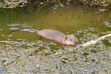 Beaver cub floats on water surface	