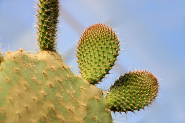 Cactus Opuntia Plant with Spines Close Up. Green plant with spines and dried flowers. Indian fig opuntia, barbary fig, cactus prickly pear